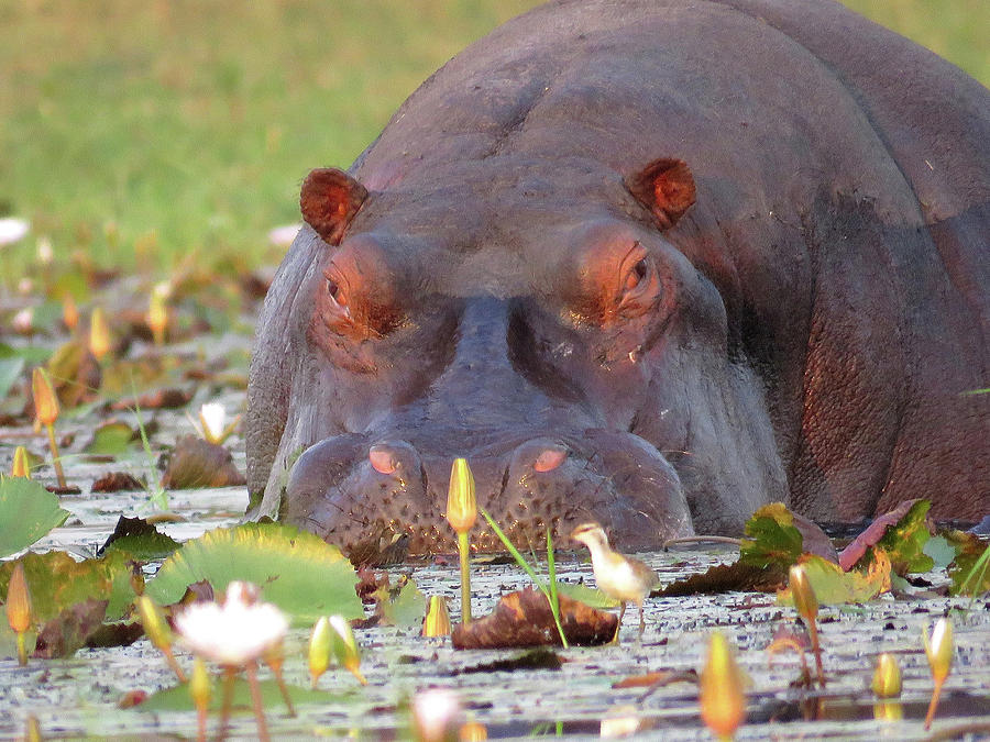 Hippo Photograph by Eric Pengelly