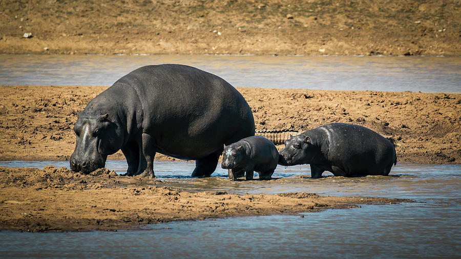 Hippo family Photograph by Claudio Maioli