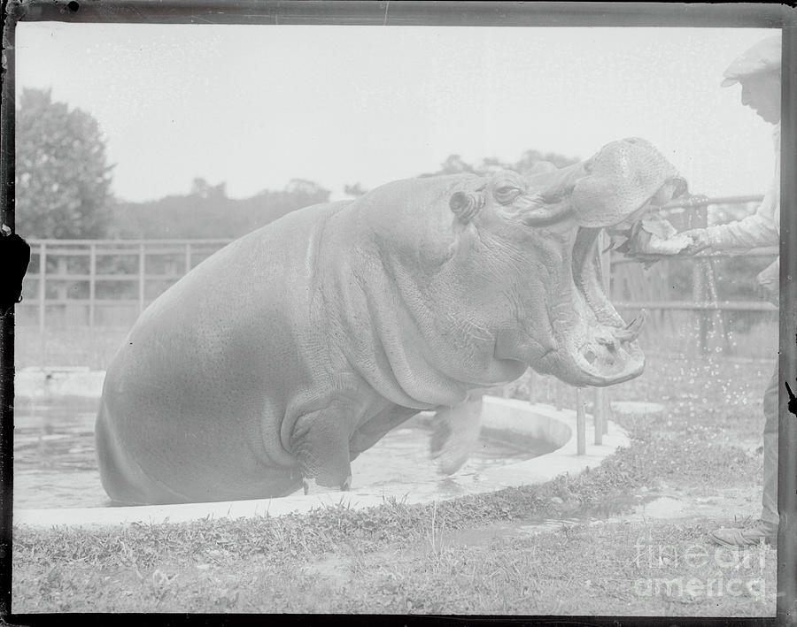 Hippo Having Teeth Cleaned Photograph by Bettmann