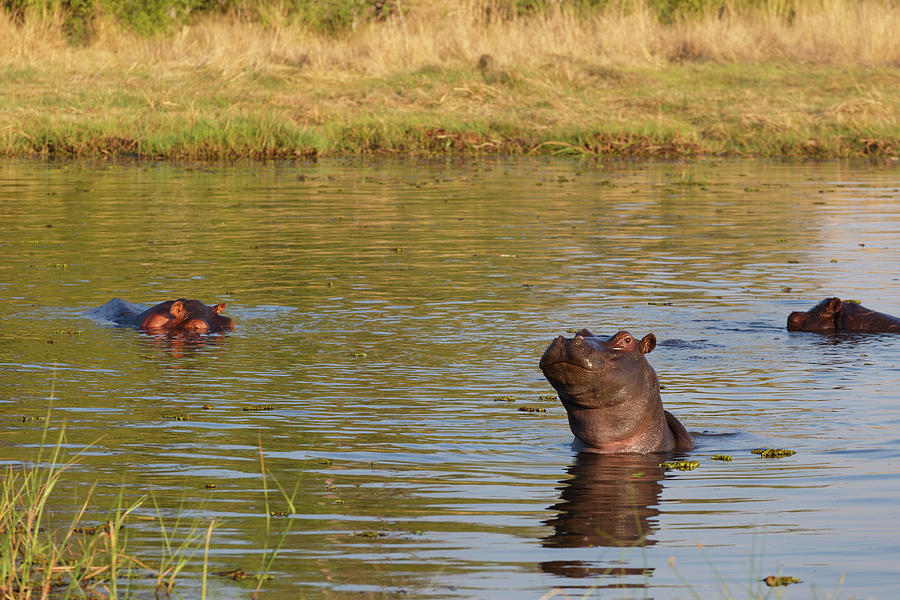 Hippo Hippopotamus, Okavango delta, Botswana Africa Photograph by ...