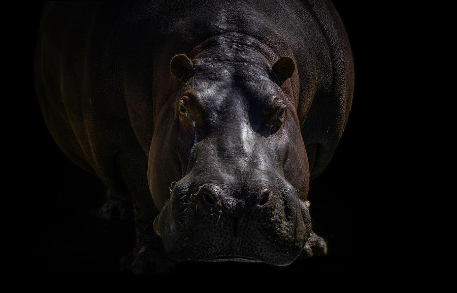 Nature Photograph - Hippo by Jealousy