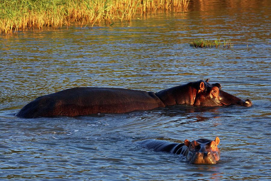 Hippo Or Hippopotamus (hippopotamus Photograph by Roger De La Harpe Hippo Or Hippopotamus (hippopotamus Photograph by Roger De La Harpe