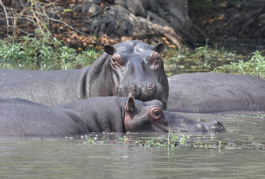 Hippo Pair Photograph by Ben Foster