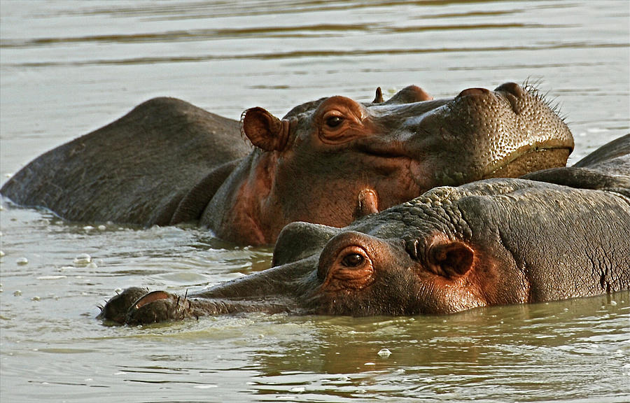 Hippo Resting Its Head Photograph by Peter Stanley / Www.photopoa.com