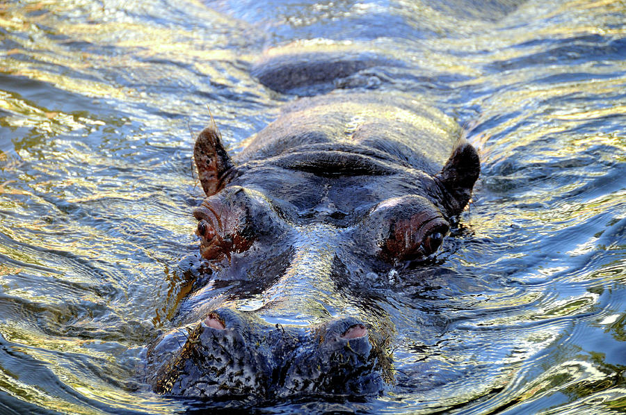 Hippo Photograph by Taken By Richard Radford