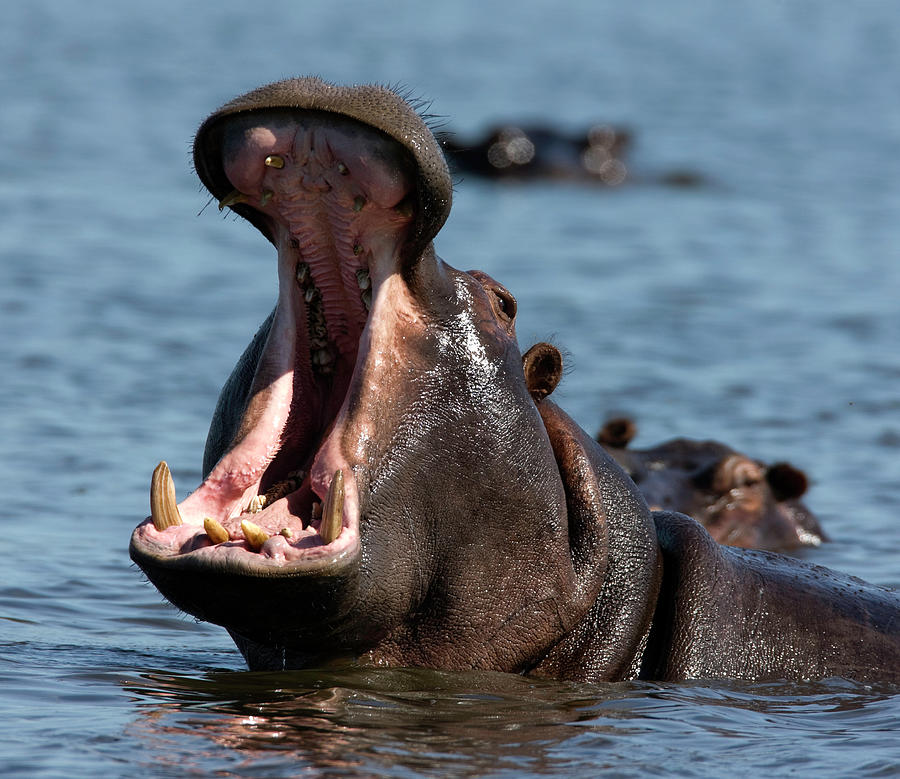 Hippo Yawn Photograph by Pjmalsbury