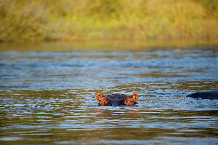 Hippo, Zambezi River, Zambia, Africa Digital Art by Ryan Benyi ...