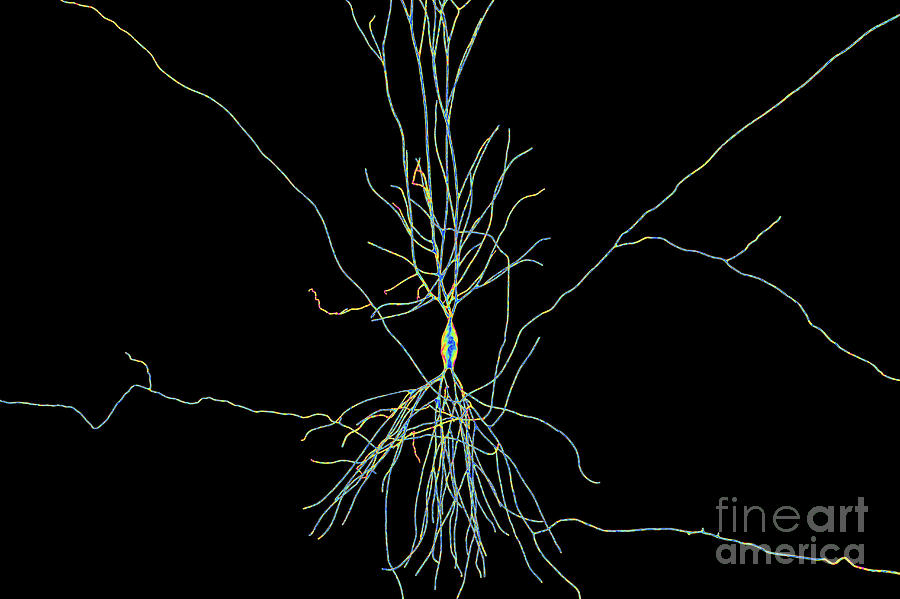 Hippocampus Neuron Photograph by Kateryna Kon/science Photo Library