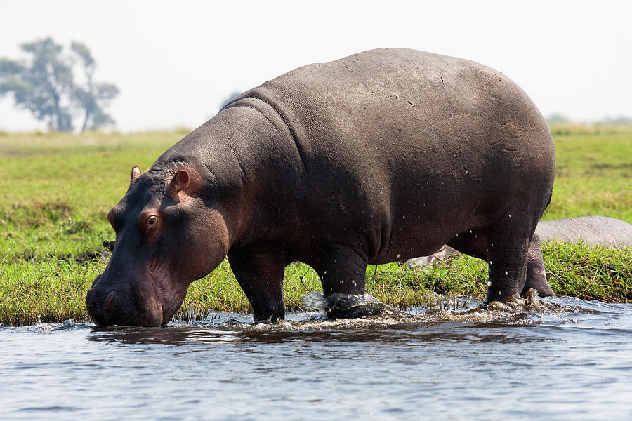 Hippopotamus At Edge Of Water, Chobe Photograph by Heatherfaye