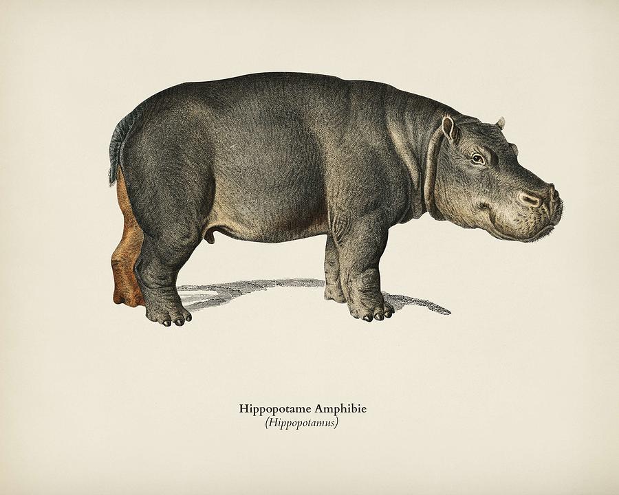 Hippopotamus  Hippopotame Amphibie illustrated by Charles Dessalines D Orbigny  1806-1876  Painting by Celestial Images