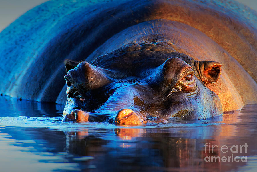 Shoulders Photograph - Hippopotamus Hippopotamus Amphibius At by Johan Swanepoel Shoulders Photograph - Hippopotamus Hippopotamus Amphibius At by Johan Swanepoel