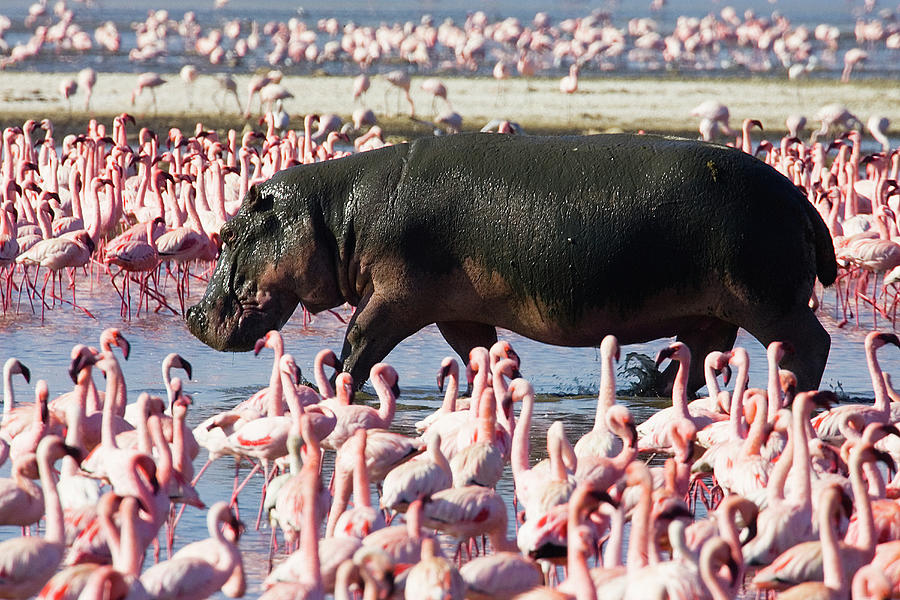 Hippopotamus Hippopotamus Amphibius By Photograph by Darrell Gulin