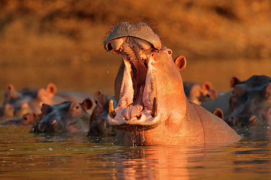 Hippopotamus Photograph - Hippopotamus Hippopotamus Amphibius by David Fettes