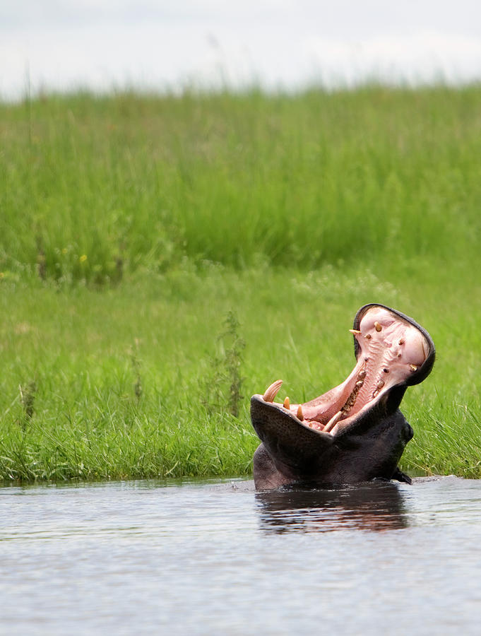 Hippopotamus In River Yawning Photograph by Grant Faint