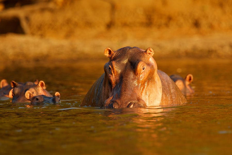 Hippopotamus Mana Pools Zimbabwe Digital Art By David Fettes Fine