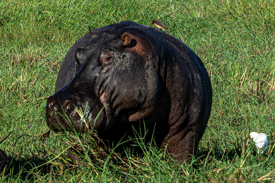 Hippopotamus of the Chobe River Photograph by Douglas Wielfaert