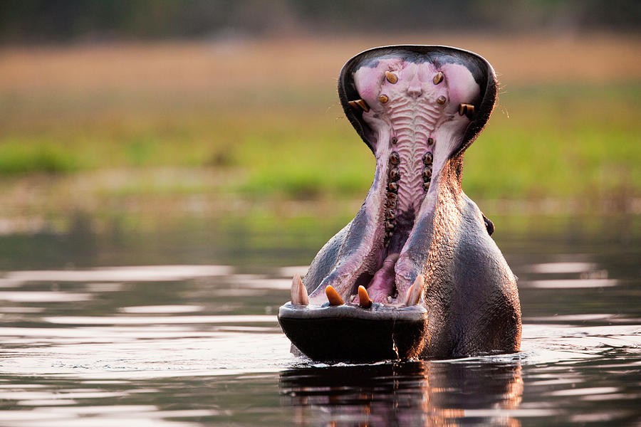 Hippopotamus, Okavango Delta, Botswana Photograph by Mint Images/ Art Wolfe