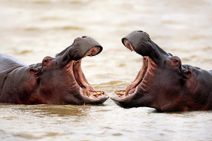 Hippopotamus Photograph - Hippopotamus by Tier Und Naturfotografie J Und C Sohns
