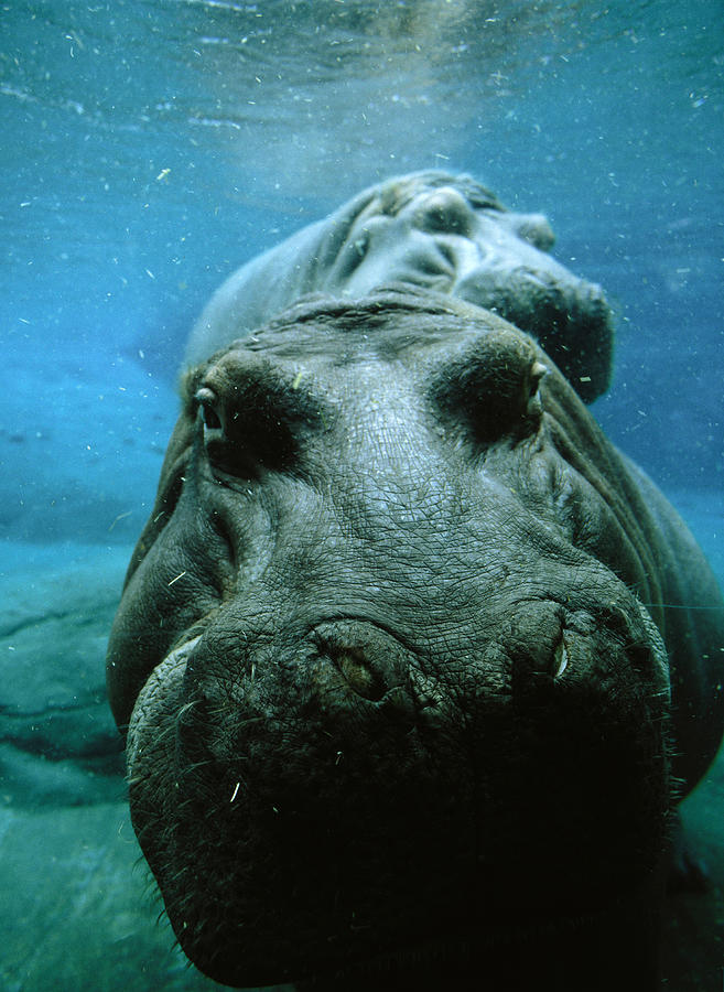 Hippopotamus Underwater Digital Art by Giovanni Simeone