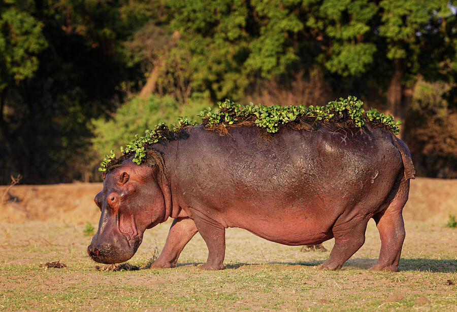 Hippopotamus With Water Hyacinth Still On Back After Photograph by Tony ...