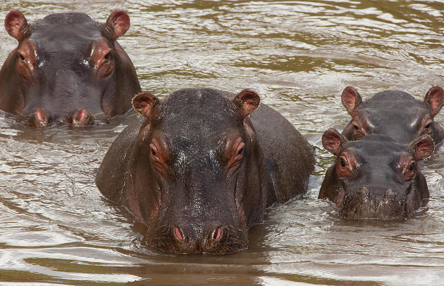 Hippopotamuses And Calves, Kenya Photograph by Mint Images - Art Wolfe