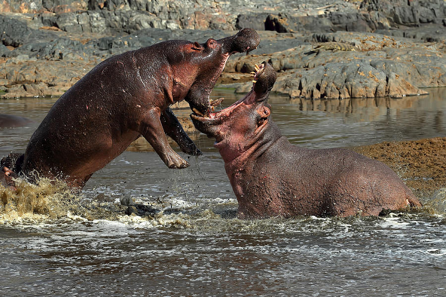 Hippos Fight Photograph by Nicols Merino