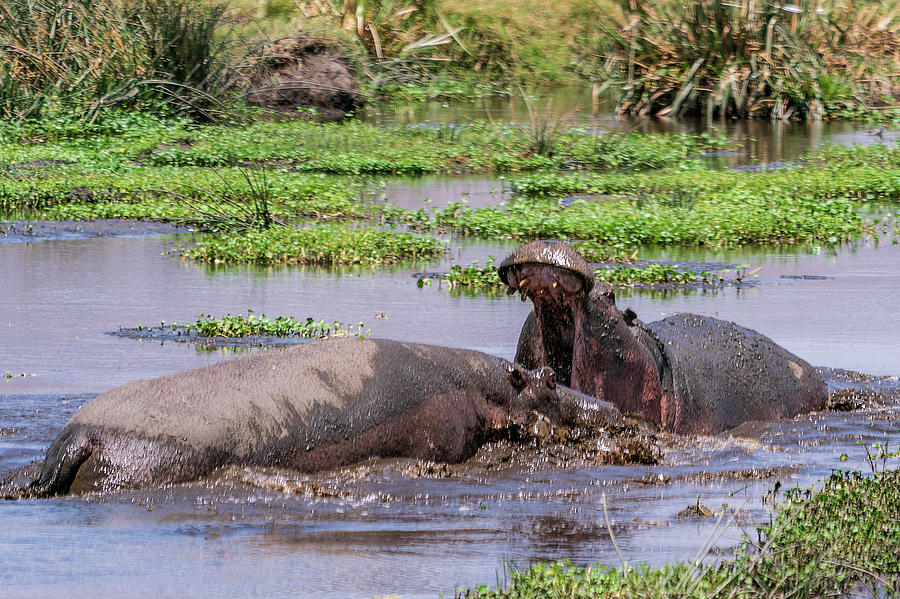 Hippos Fighting Photograph by Betty Eich
