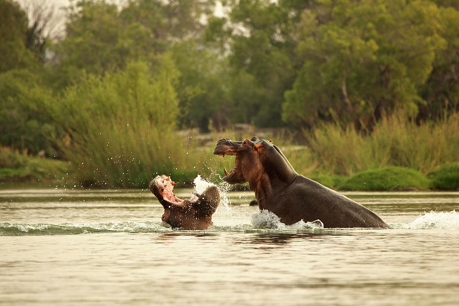 Hippos Hippopotamus Amphibius Fighting In The Zambezi River Digital