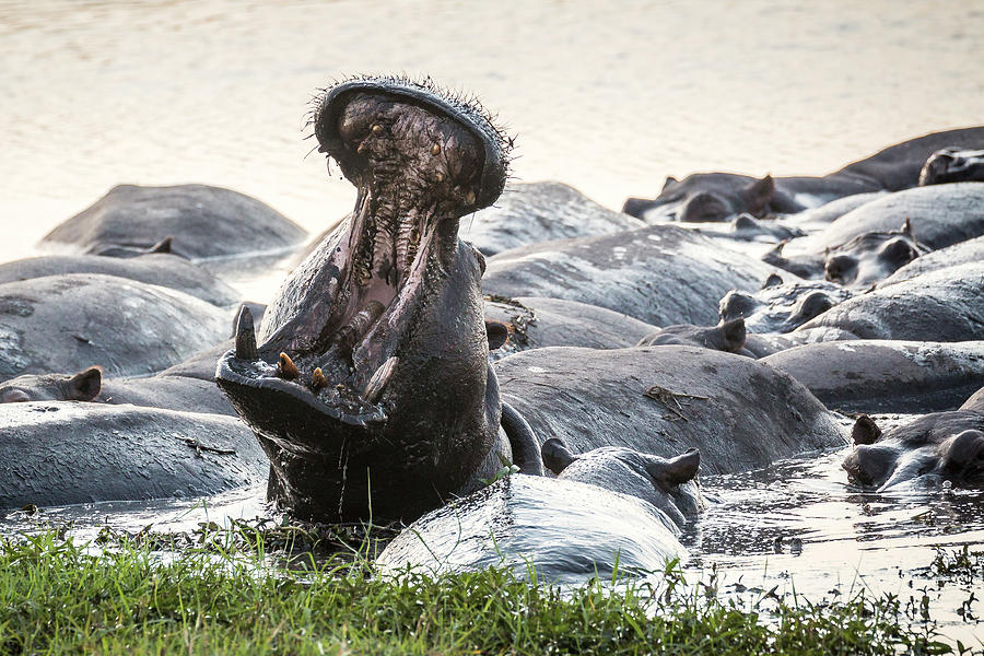 Hippos huge mouth Photograph by Claudio Maioli