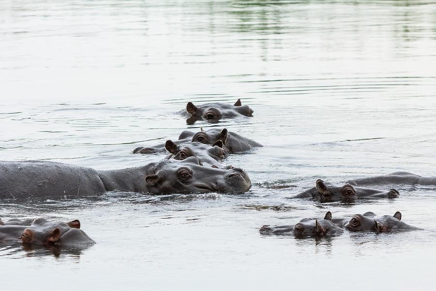 Hippos In The Kwando River, Mahango National Park, Caprivi, Namibia ...