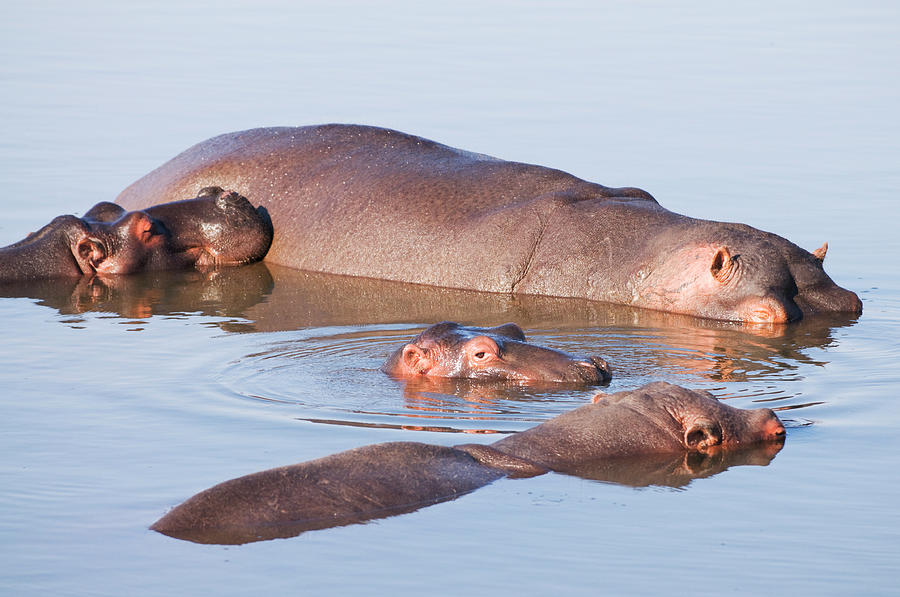 Hippos Photograph by Shaun
