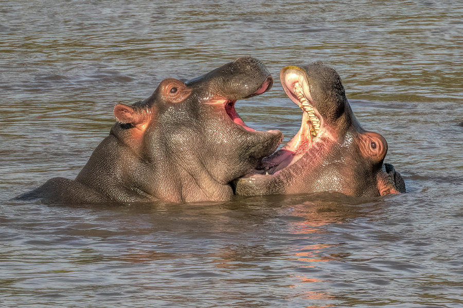 Hippos Photograph by Wade Aiken