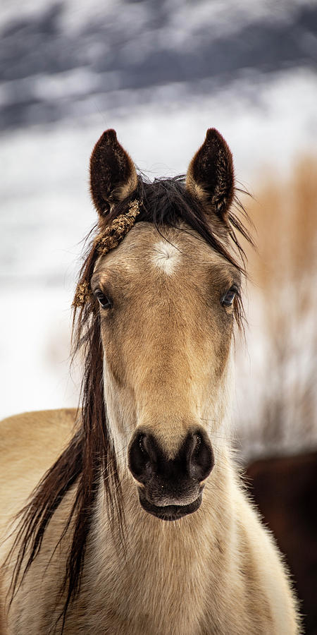 Hippy Horse Photograph by JoAnn Silva