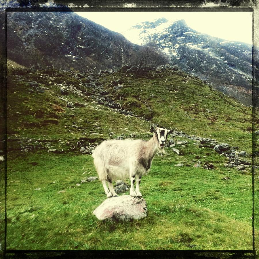 Hipstamatic Goat Photograph by Erling Sivertsen