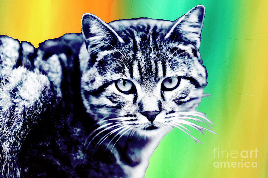 Hipster Cat from Istanbul Pop Art Digital Art by John Rizzuto