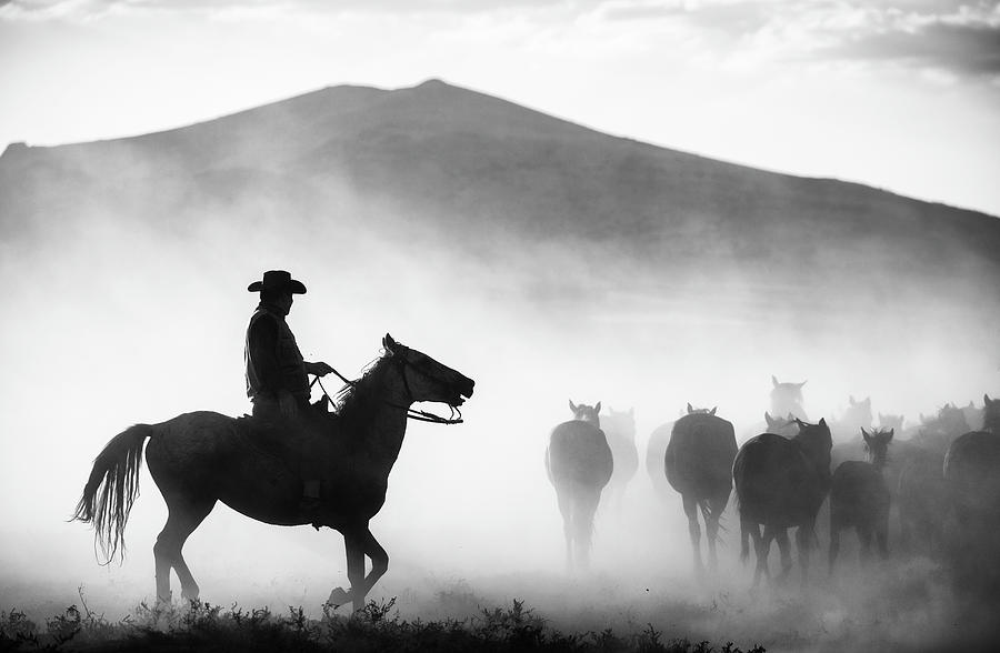 Horse Photograph - His Territory! by Yavuz Pancareken