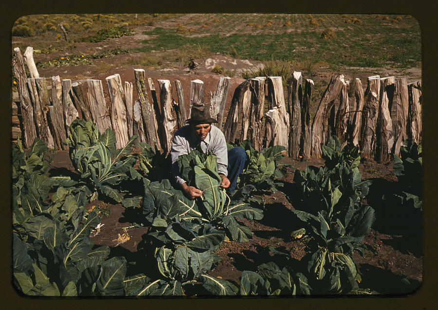 Cauliflower Painting - Hispanic Homesteader, tying up cauliflower by Lee, Russell