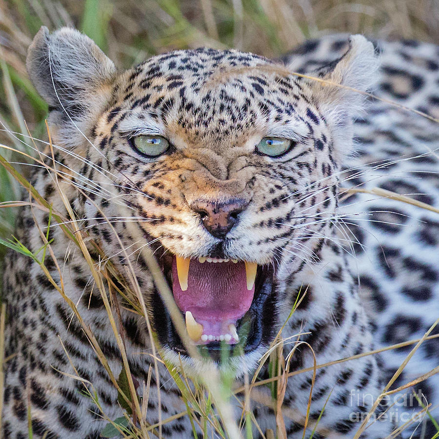 Hissing Leopard Photograph by Timothy Hacker