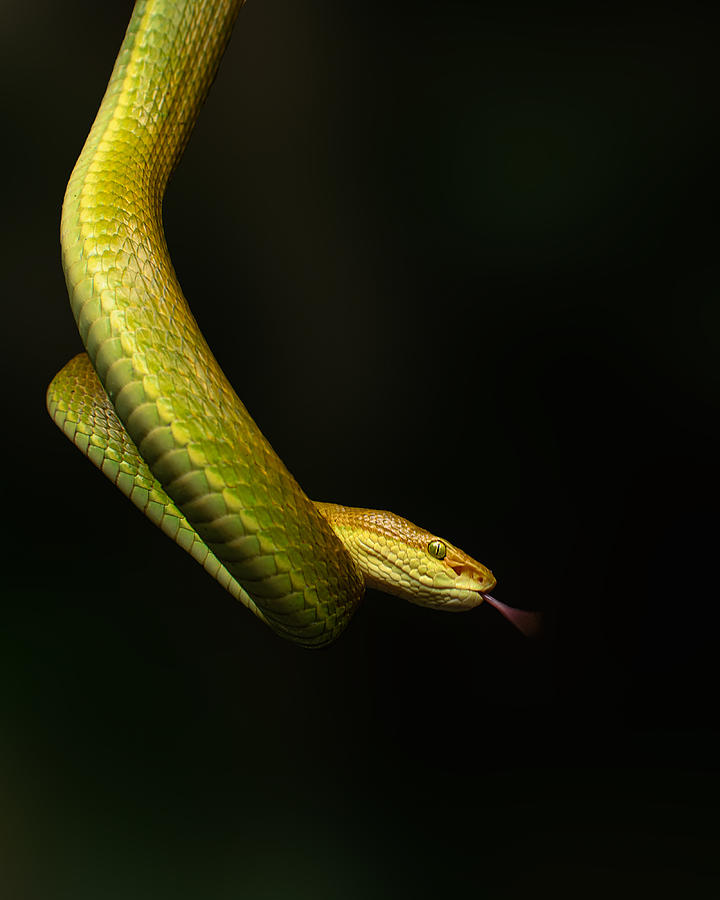 Snake Photograph - Hissing Salazar by Navoniloywildlife