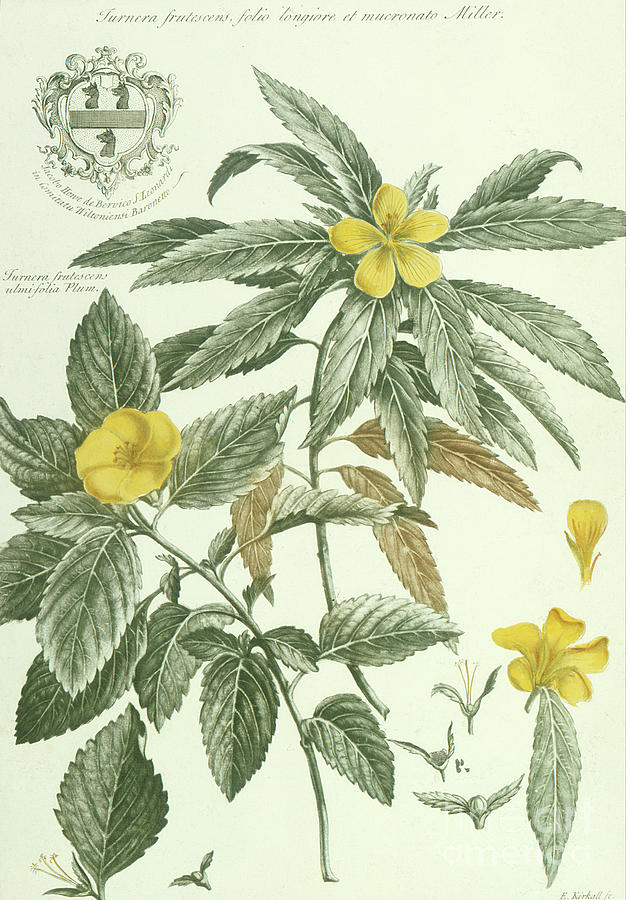Historia Plantarum Rariorum by Jacobus Van Huysum Turnera Frutescens Painting by Jacobus Van Huysum