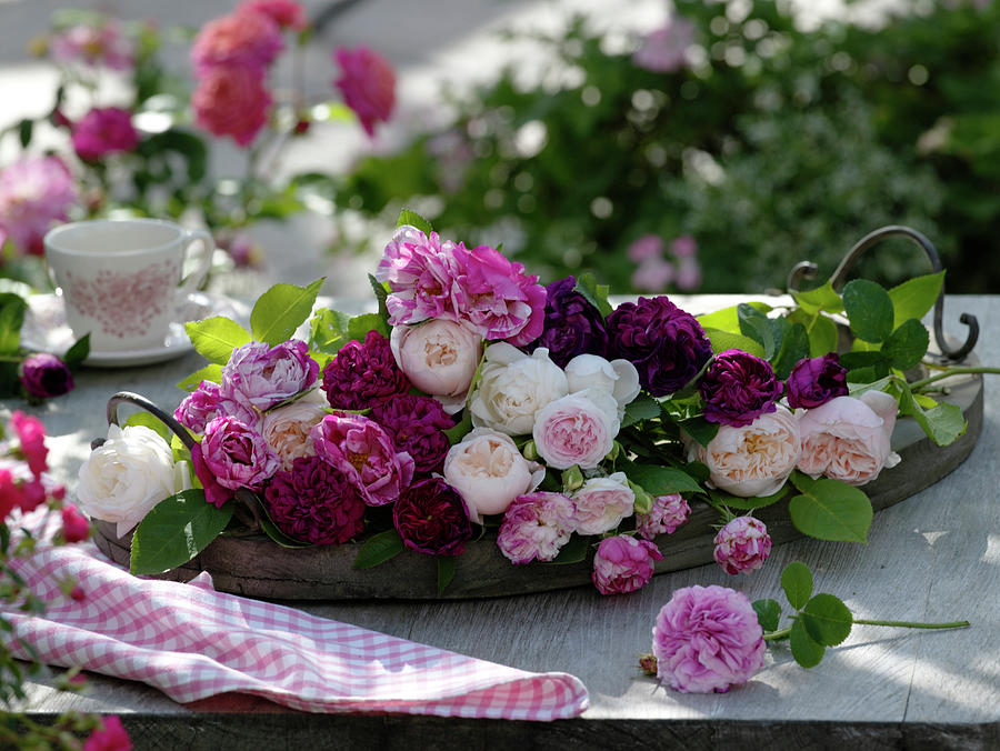 Historical And English Scented Roses On Wooden Tray Photograph by Friedrich Strauss
