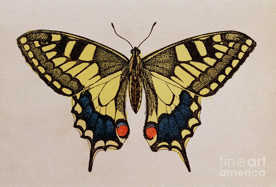Historical Engraving Of A Swallowtail Butterfly Photograph by George Bernard/science Photo Library