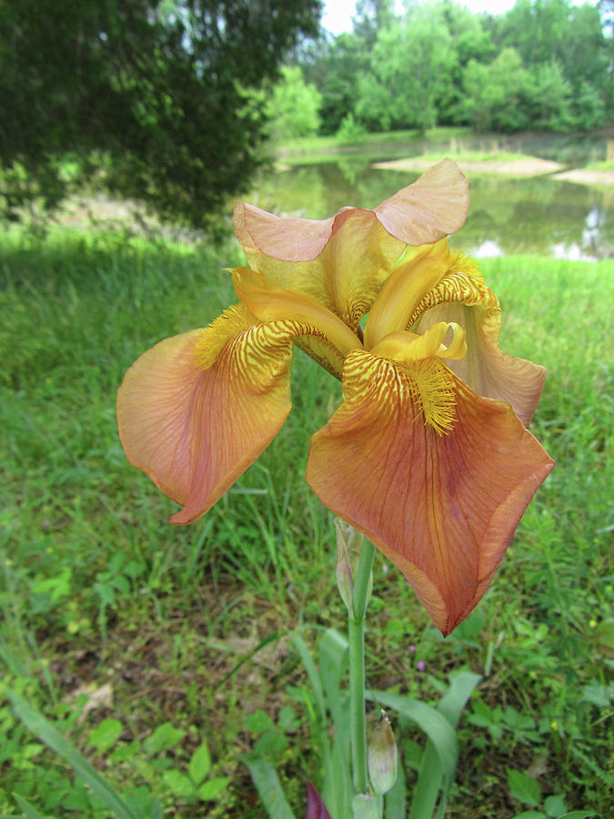 Historical Old Time Iris Photograph by Kathy Clark