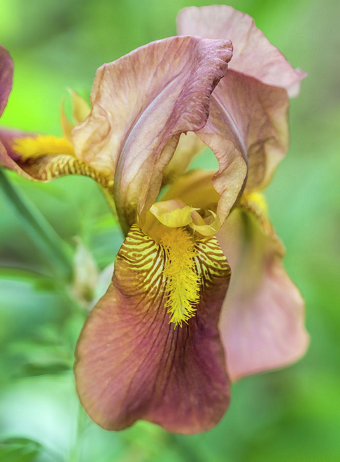 Historical Old Time Tall Bearded Iris Photograph by Kathy Clark