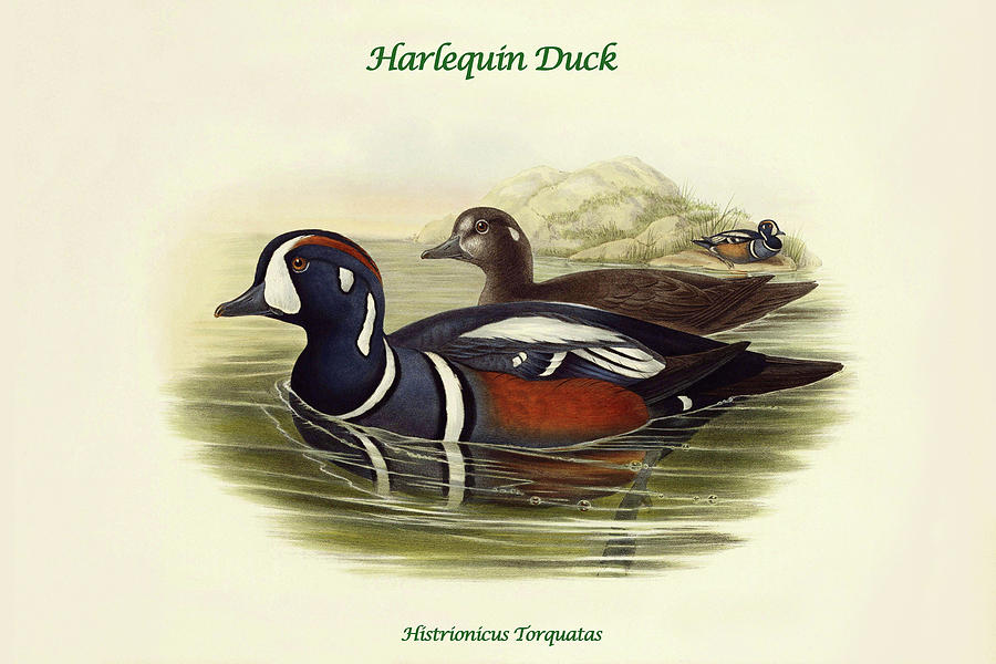 Histrionicus Torquatas - Harlequin Duck Painting by John Gould