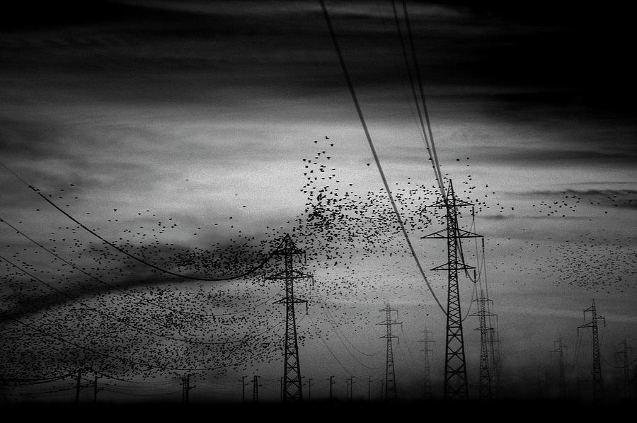 Bird Photograph - Hitchcock's Birds by Janini (zhana Topchieva)