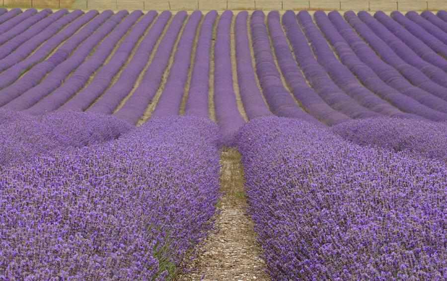 Hitchin Lavender Photograph by Photo © Stephen Chung