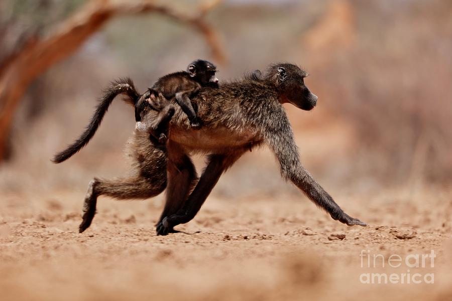 Monkey Photograph - Hitching A Ride Baboon, 2019, Photograph by Eric Meyer