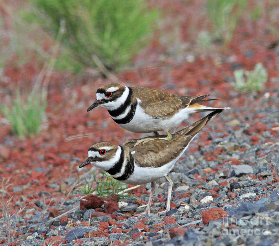 Killdeer Photograph - Hitching a Ride by Gary Wing Killdeer Photograph - Hitching a Ride by Gary Wing