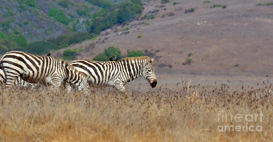 Hitching a Ride with the Zebra Photograph by Debby Pueschel